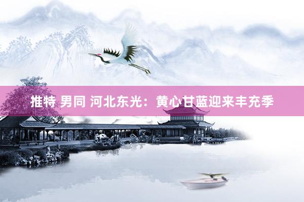 推特 男同 河北东光：黄心甘蓝迎来丰充季