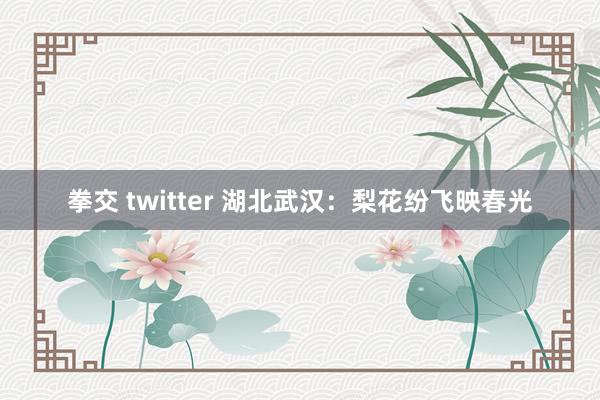 拳交 twitter 湖北武汉：梨花纷飞映春光